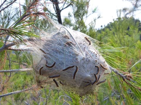 Traitement de la chenille processionnaire Rungis