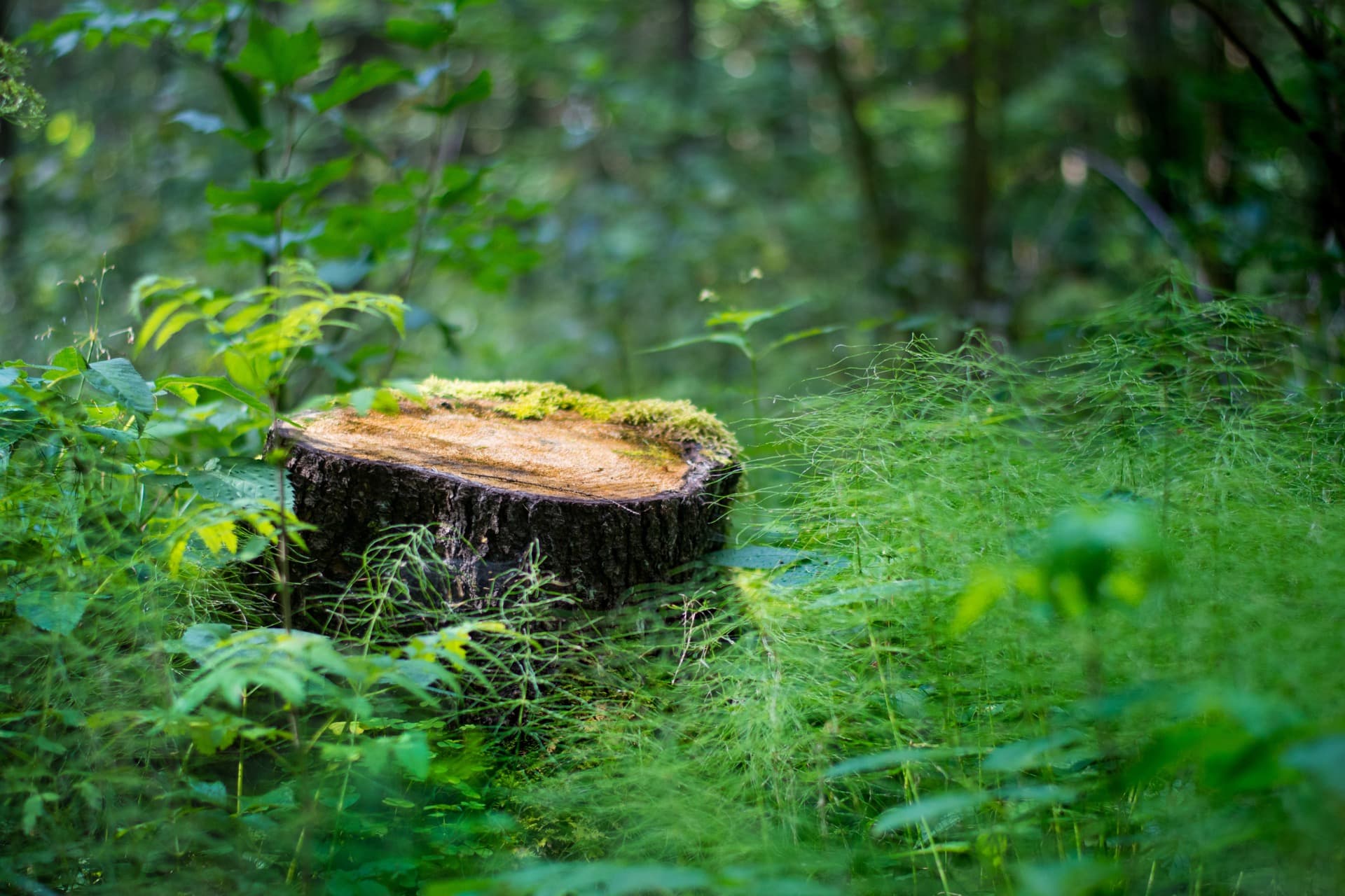 Abattage & Dessouchage 94 Val-de-Marne