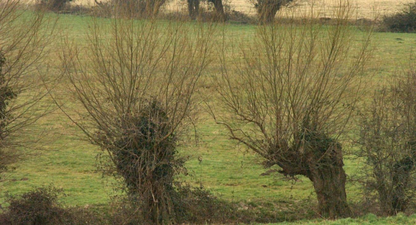 Élagage & Étêtage 94 Val-de-Marne