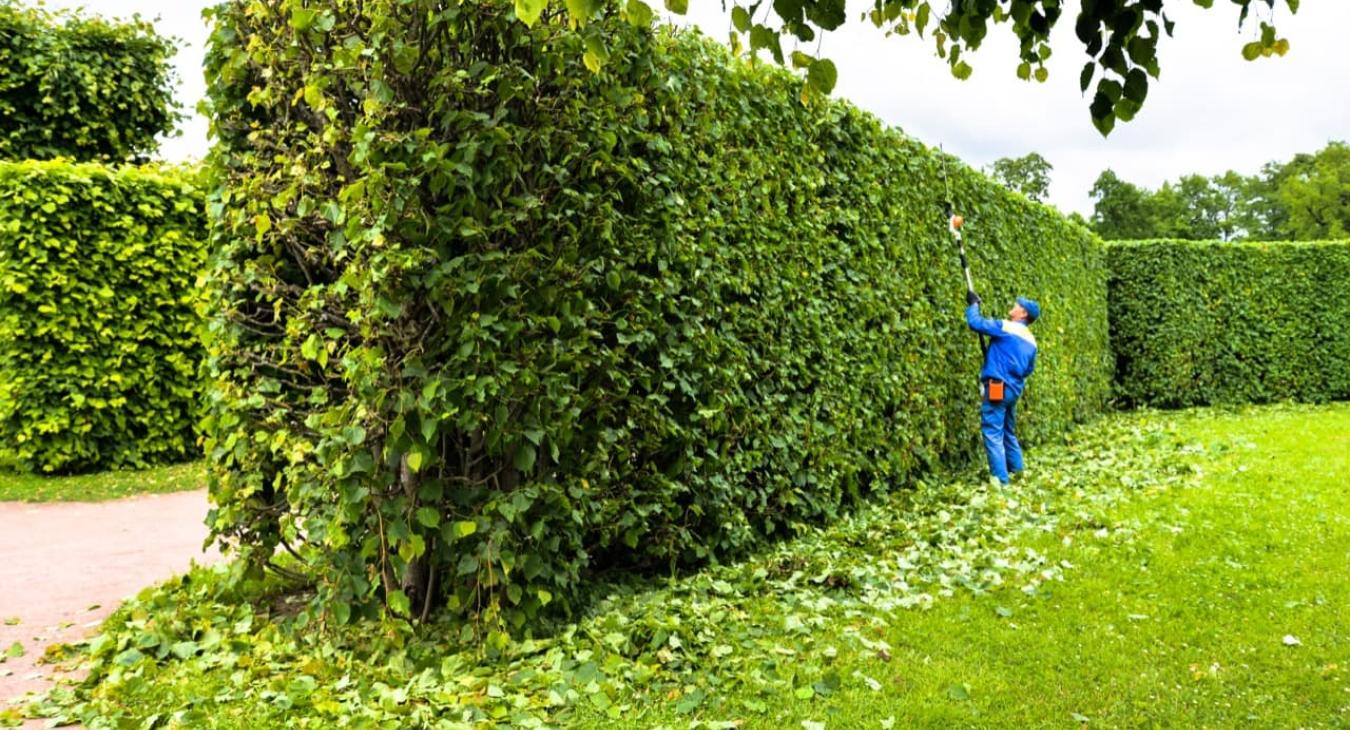 Taille de haies & Débroussaillage 94 Val-de-Marne