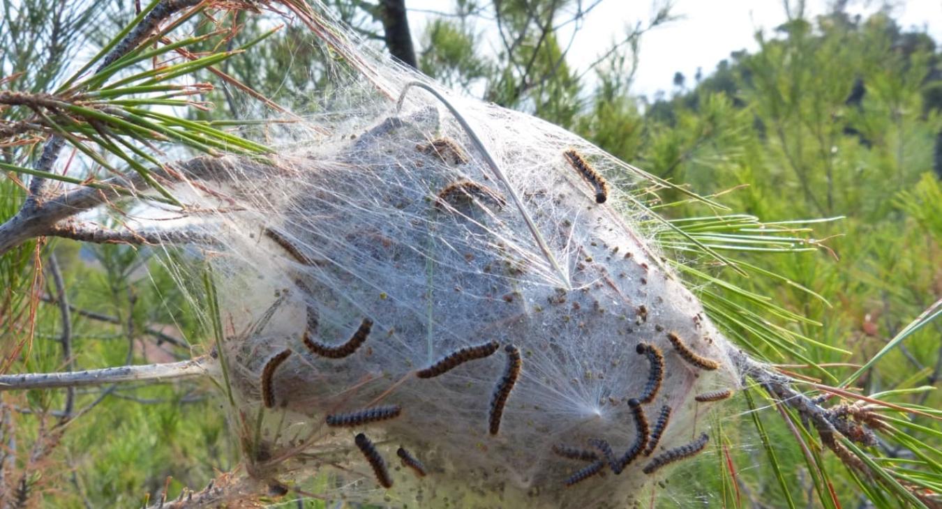 Traitement de la chenille processionnaire 94 Val-de-Marne